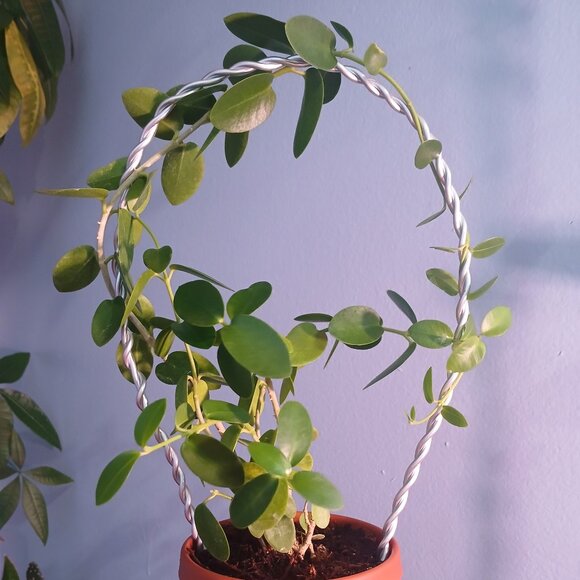 Hoya Cumingiana - Picture 1 of 3